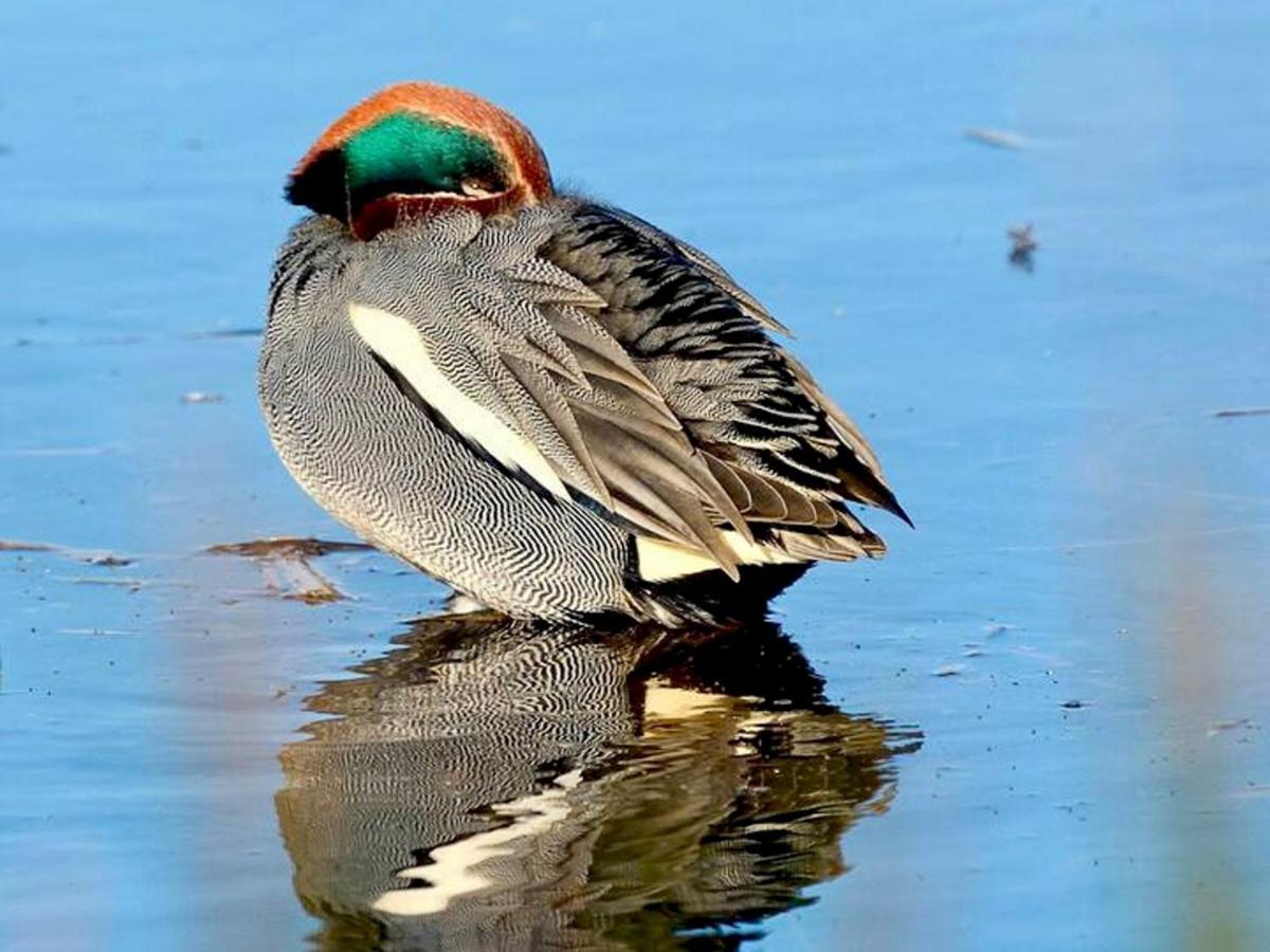 Pass The Keys Goose Feather Barn, Wedmore Luxury Cottage For Two Eksteriør bilde